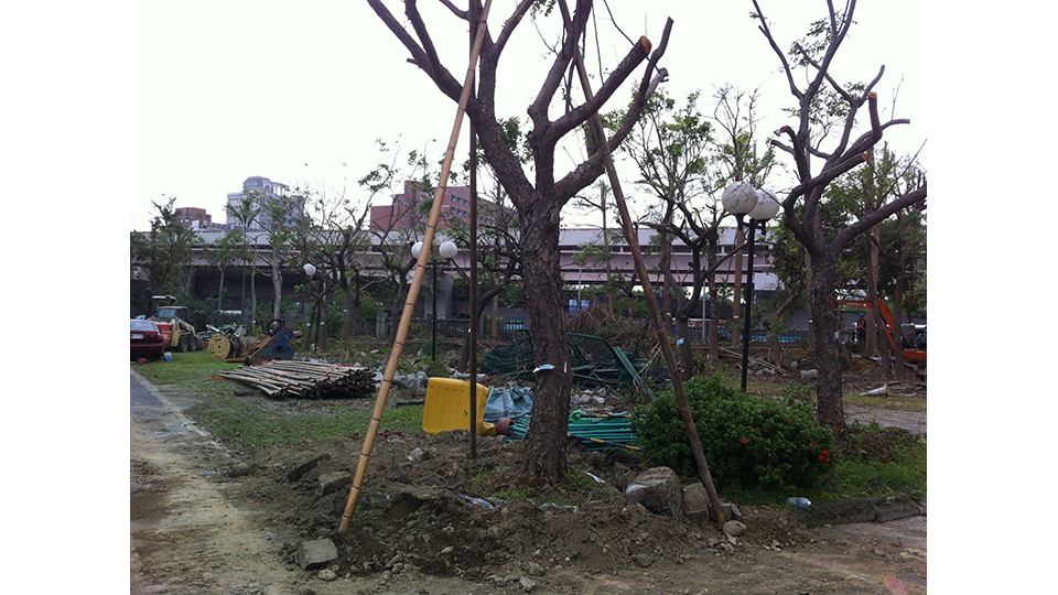 北區施工處先對樹木進行枝葉修剪與斷根，並設置支架提供支撐，以準備移植到新地點。